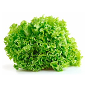 LECHUGA CRESPA